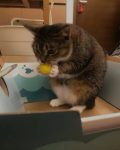 霸王龙猫猫-老婶的菜单 - 仅收录精品的小站